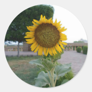 Zonnebloem Kunst Afdrukken Ronde Sticker