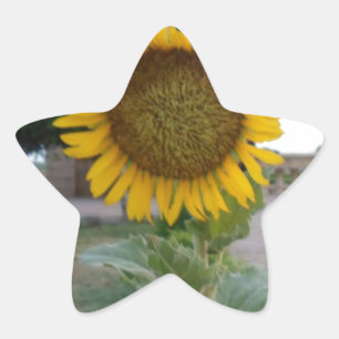 Zonnebloem Kunst Afdrukken Ster Sticker