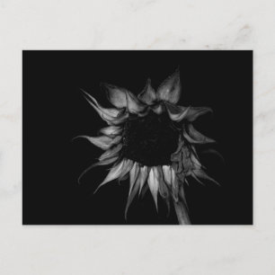 Zonnebloem - Kunstfoto Briefkaart