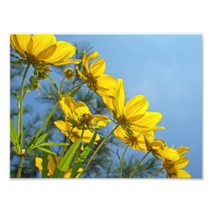 Zonnebloem, langkorrelig, Tickseed Foto Afdruk