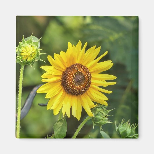Zonnebloem Magneet (Voorkant)
