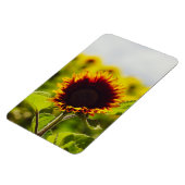 Zonnebloem Magneet (Linkerzijde)