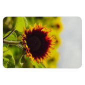 Zonnebloem Magneet (Horizontaal)