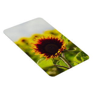 Zonnebloem Magneet