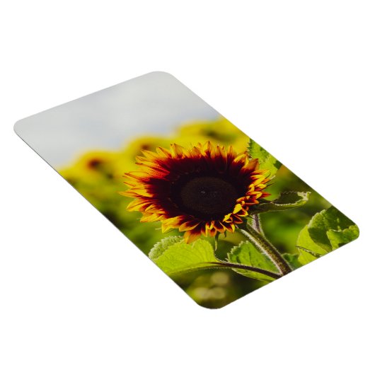 Zonnebloem Magneet (Rechterzijde)