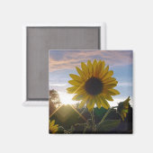 Zonnebloem Magneet (Voorkant / Achterkant)