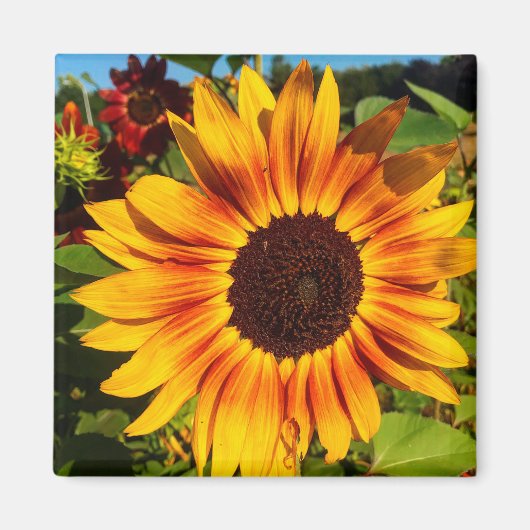 Zonnebloem Magneet (Voorkant)
