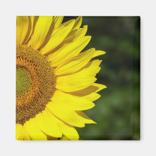 Zonnebloem Magneet