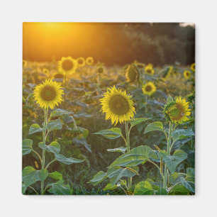 Zonnebloem Magneet