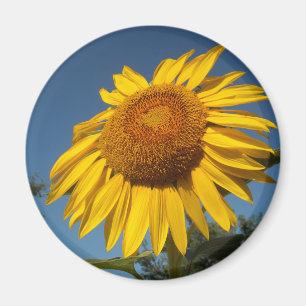 Zonnebloem Magneet