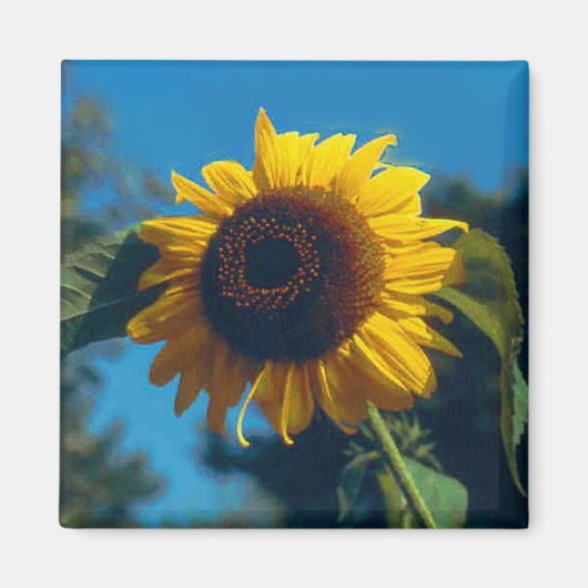 Zonnebloem Magnet Magneet (Voorkant)