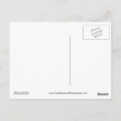 Zonnebloem met Briefkaart van bijen (Achterkant)