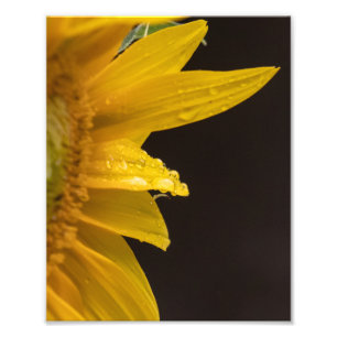 Zonnebloem met regendruppels foto afdruk