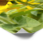 Zonnebloem met Star Sunbril Poster (Hoek)