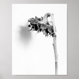 Zonnebloem Nog steeds zwart en wit Poster