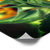 Zonnebloem ontvouwen poster (Hoek)