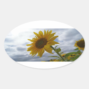 Zonnebloem-oogzegel Ovale Sticker