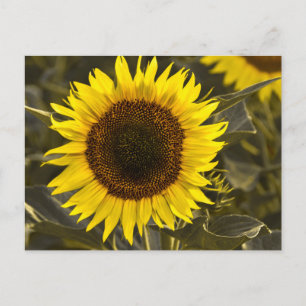 Zonnebloem op ansichtkaart in veld Foto Briefkaart