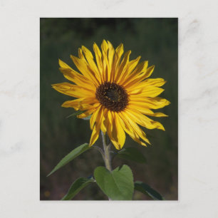 Zonnebloem Perfect Briefkaart