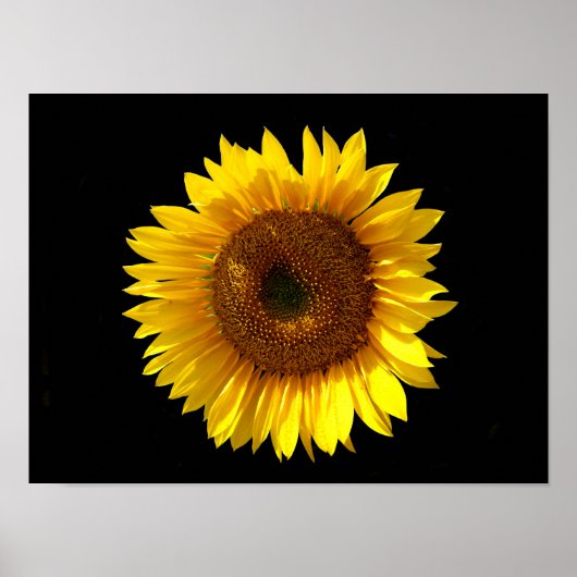 Zonnebloem Poster (Voorkant)
