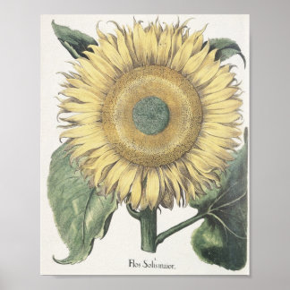 Zonnebloem Poster