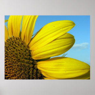Zonnebloem Poster