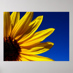 Zonnebloem Poster