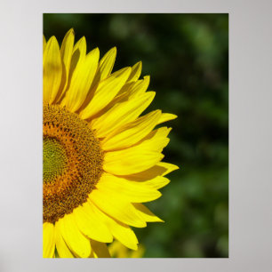 Zonnebloem Poster