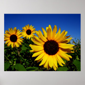 Zonnebloem Poster