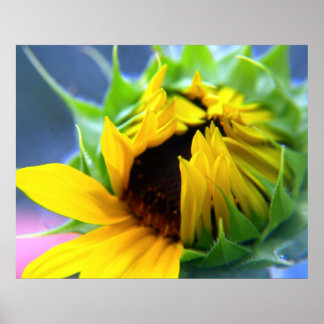 Zonnebloem Poster