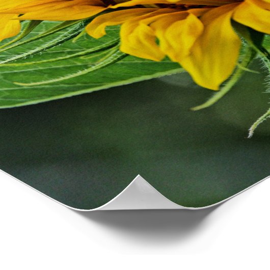 Zonnebloem Poster (Hoek)