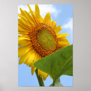 Zonnebloem Poster