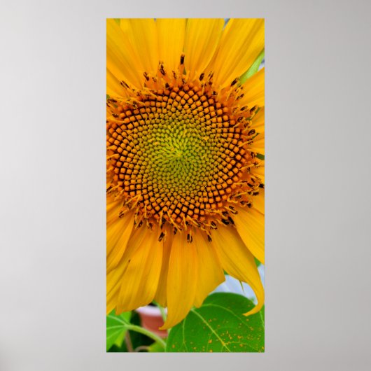 Zonnebloem Poster (Voorkant)