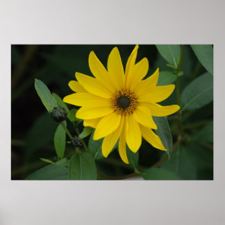 Zonnebloem Poster