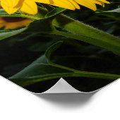 Zonnebloem Poster (Hoek)