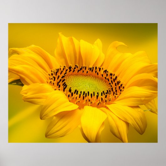 Zonnebloem Poster (Voorkant)