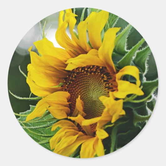 Zonnebloem Ronde Sticker (Voorkant)