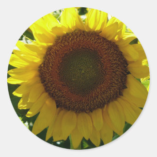 Zonnebloem Ronde Sticker