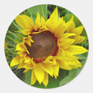 Zonnebloem Sluiten Ronde Sticker