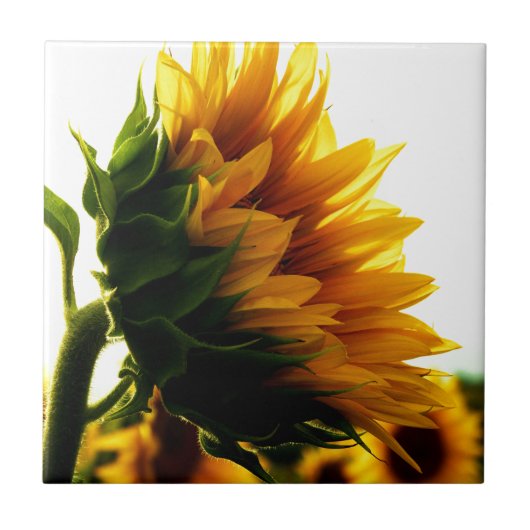 Zonnebloem Tegeltje (Voorkant)