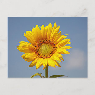 Zonnebloem tegen Briefkaart van de blauwe hemel