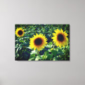 Zonnebloem Trio Verpakt Canvas Print (Voorkant)
