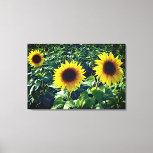 Zonnebloem Trio Verpakt Canvas Print