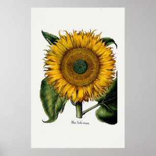 Zonnebloem van Hortus Eystettensis Poster