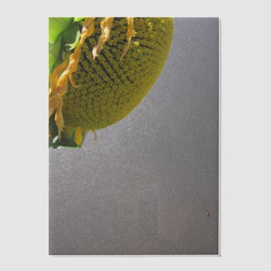 Zonnebloem Vellum Overlay Vellum Uitnodigingen (Voorkant)