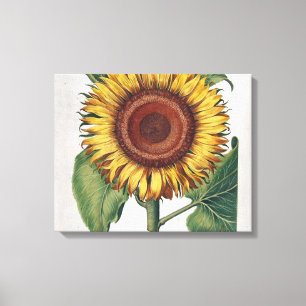 Zonnebloem Vintage Damask Flower Art Canvas Afdruk