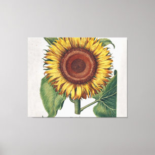 Zonnebloem Vintage Damask Flower Art Canvas Afdruk