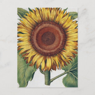 Zonnebloem Vintage Damast Bloem Kunst Briefkaart