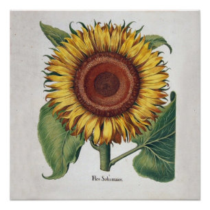 Zonnebloem Vintage Damast Bloem Kunst Perfect Poster