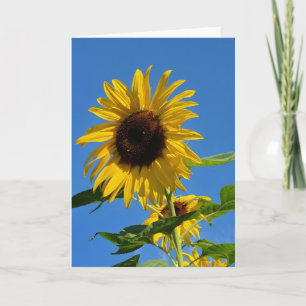 Zonnebloem wenskaart kaart